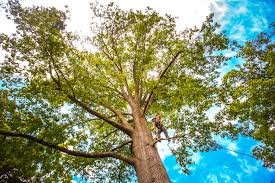 Professional Tree Removal Services in Avimor, ID