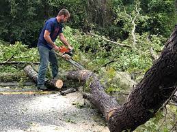 Best Tree Removal  in Avimor, ID