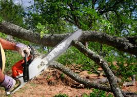 Best Tree Health Inspection  in Avimor, ID