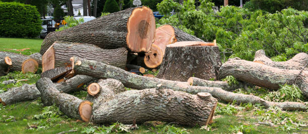 How Our Tree Care Process Works  in  Avimor, ID