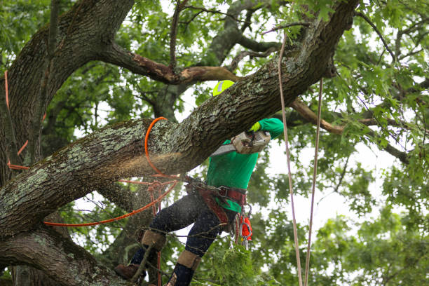 Best Arborist Consultation Services  in Avimor, ID