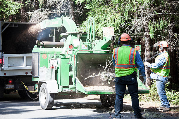 Best Fruit Tree Pruning  in Avimor, ID