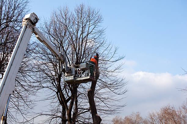 Best Tree Preservation Services  in Avimor, ID