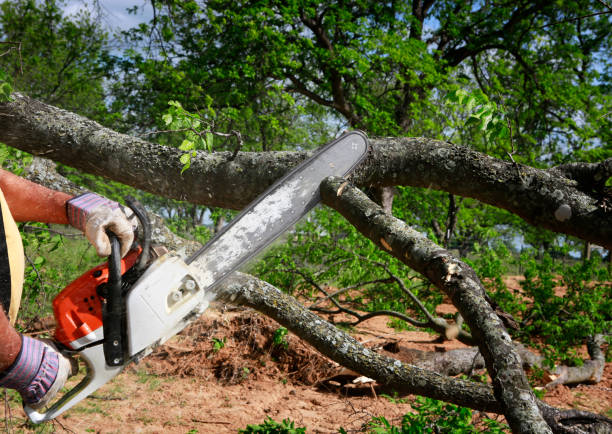 Best Tree and Shrub Care  in Avimor, ID