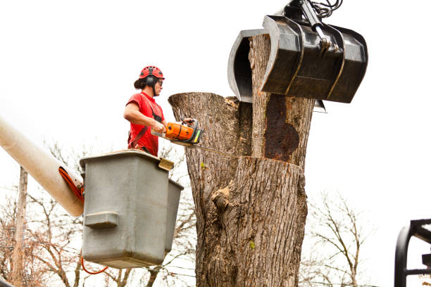 Best Tree Mulching  in Avimor, ID