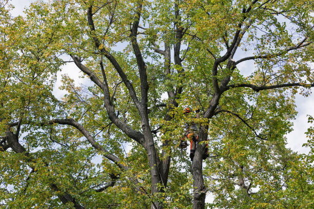 Best Tree Risk Assessment  in Avimor, ID